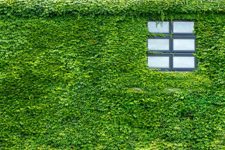 Beautiful window on green wall with climbing plant