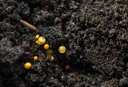 Millipede, Myriapoda in soil .の写真素材
