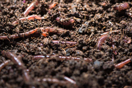 Earth worm.の写真素材