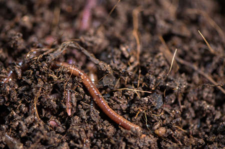Earth worm.の写真素材