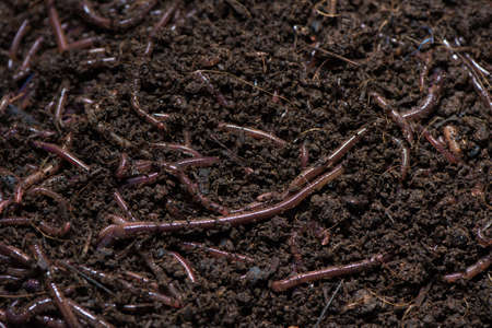 Earth worm.の写真素材