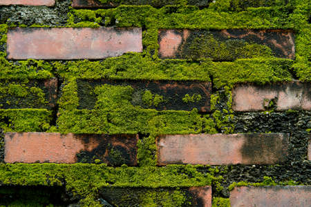 Green moss growth on brick wall.の写真素材