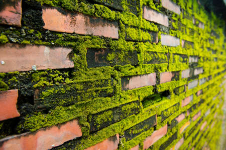 Green moss growth on brick wall.の写真素材
