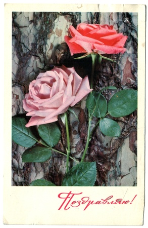 USSR - CIRCA 1972: Postcard shows draw by Artist Alekseeva - roses, circa 1972. Russian text: Congratulations!のeditorial素材
