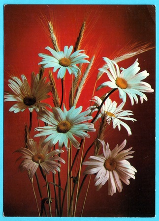USSR - CIRCA 1981: Postcard, photographer Kostenko - daisies, circa 1981のeditorial素材