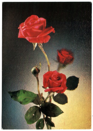 USSR - CIRCA 1982: Postcard, photographer Kindrova - three red roses, circa 1982のeditorial素材