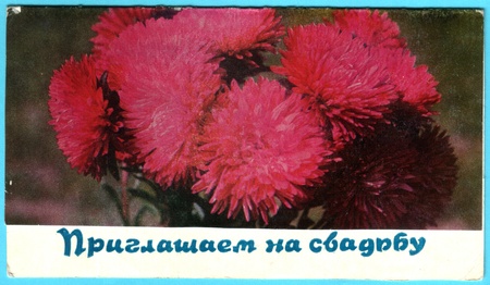 USSR - CIRCA 1973: Postcard printed in the USSR shows bouquet of peonies, circa 1973. Text in Russian: invited to the weddingのeditorial素材