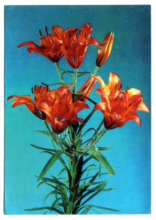USSR - CIRCA 1982: Postcard, photographer Yakimenko - lilies, circa 1982のeditorial素材