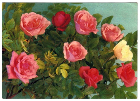 USSR - CIRCA 1989: Postcard, photographer Kostenko - roses, circa 1989のeditorial素材