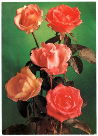 USSR - CIRCA 1982: Postcard, photographer Kostenko - five roses, circa 1982のeditorial素材