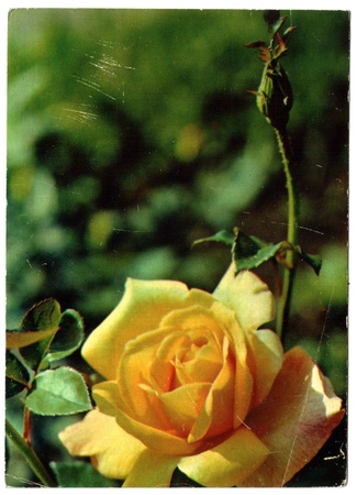 USSR - CIRCA 1982: Postcard, photographer Mataniv - Rose "saters Gold", circa 1982のeditorial素材