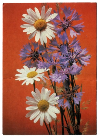 USSR - CIRCA 1989: Postcard printed in the USSR shows daisies and cornflowers, circa 1989. Text in Russian: Happy Birthday!のeditorial素材