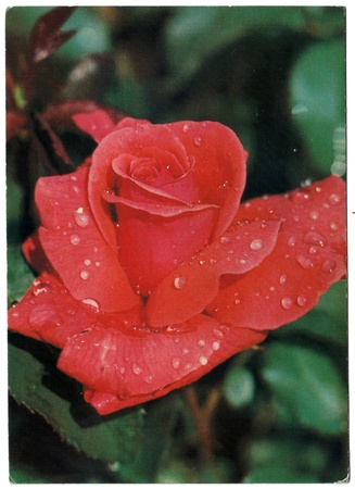 USSR - CIRCA 1982: Postcard, photographer Matanov - Rose "Duftvolke", circa 1982のeditorial素材