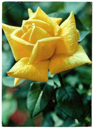USSR - CIRCA 1982: Postcard, photographer Matanov - Rose "Landora", circa 1982のeditorial素材
