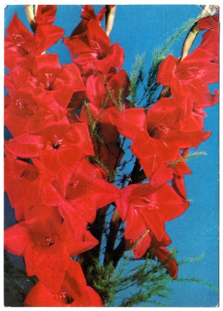 USSR - CIRCA 1982: Postcard, photographer Samsonenko -red gladiolus, circa 1982のeditorial素材