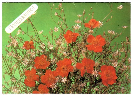 USSR - CIRCA 1988: Postcard, photographer Dergileeva - sbouquet of roses, circa 1988のeditorial素材
