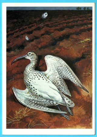 USSR - CIRCA 1990: Postcard shows draw by Artist  Gorbatov - bird of the red book - Numenius tenuirostris, circa 1990のeditorial素材