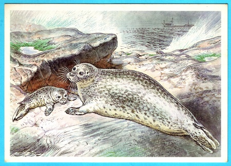USSR - CIRCA 1989: Postcard shows draw by Artist  Gorbatov - animals of the red book - common seal (Phoca vitulina), circa 1989のeditorial素材