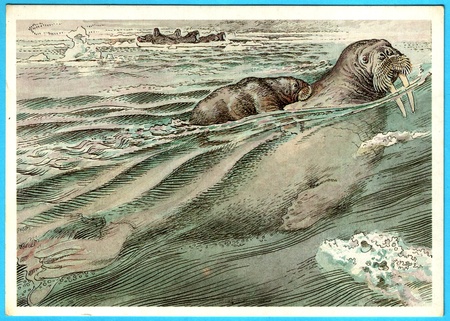 USSR - CIRCA 1989: Postcard shows draw by Artist  Gorbatov - animals of the red book - Atlantic walrus (odobenus rosmarus), circa 1989のeditorial素材