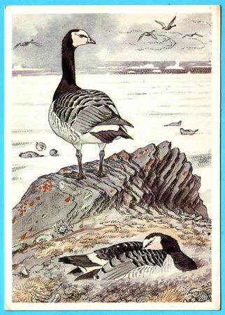 USSR - CIRCA 1989: Postcard shows draw by Artist  Gorbatov - birds of the red book - Barnacle Goose (Branta leucopsis), circa 1989のeditorial素材