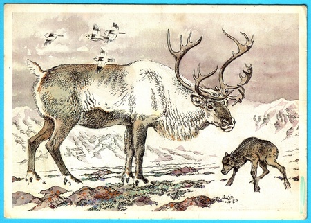 USSR - CIRCA 1989: Postcard shows draw by Artist  Gorbatov - animals of the red book -  Caribou - monarch of the wild (Rangifer tarandus pearyi), circa 1989のeditorial素材