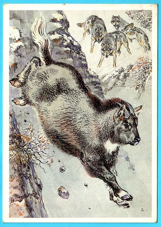 USSR - CIRCA 1989: Postcard shows draw by Artist  Gorbatov - animals of the red book - manul, circa 1989のeditorial素材