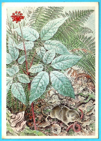 USSR - CIRCA 1989: Postcard shows draw by Artist  Gorbatov - animal of the red book - Giant Shrew (Sorex mirabilis), circa 1989のeditorial素材