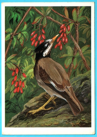 USSR - CIRCA 1988: Postcard shows draw by Artist  Egorov - Postcard from the collection of "Birds of Russia. Siberia" - Grey starling (Sturnus cineraceus Temm.), circa 1988のeditorial素材