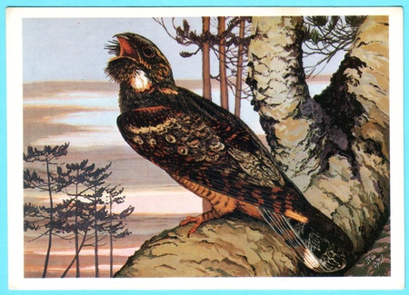 USSR - CIRCA 1988: Postcard shows draw by Artist  Gorbatov - Postcard from the collection of "Birds of Russia. Siberia" - Big nighthawk (Caprimulgus europaeus), circa 1988のeditorial素材