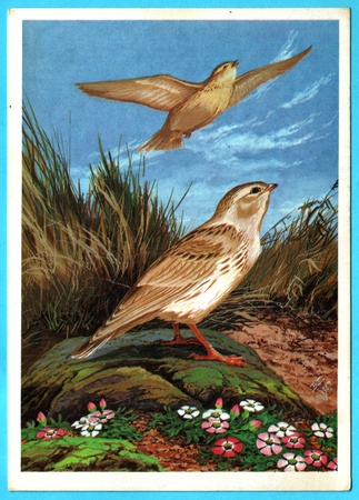 USSR - CIRCA 1988: Postcard shows draw by Artist  Gorbatov - Postcard from the collection of "Birds of Russia. Siberia" - saline lark (calandrella cheleensis Swinh.), circa 1988のeditorial素材