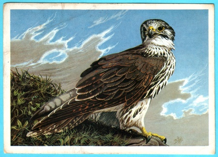 USSR - CIRCA 1988: Postcard shows draw by Artist  Egorov - Postcard from the collection of "Birds of Russia. Siberia" - Saker (Falco cherrug), circa 1988のeditorial素材
