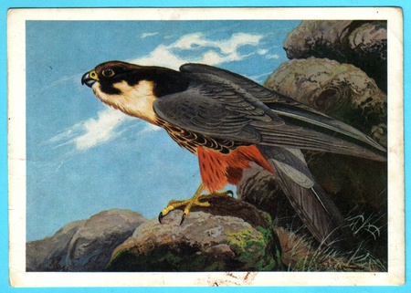 USSR - CIRCA 1988: Postcard shows draw by Artist  Egorov - Postcard from the collection of "Birds of Russia. Siberia" - hobby (falco subbuteo), circa 1988のeditorial素材