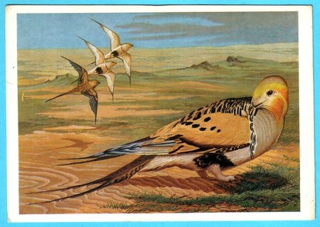 USSR - CIRCA 1988: Postcard shows draw by Artist  Egorov - Postcard from the collection of "Birds of Russia. Siberia" - Pallas sand grouse (syrrhaptes paradoxus), circa 1988のeditorial素材