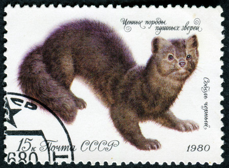 USSR - CIRCA 1980: A stamp printed in the USSR shows Sable - Martes zibellina, circa 1980のeditorial素材