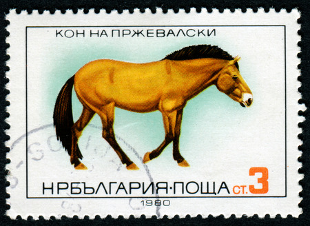 BULGARIA - CIRCA 1980: A stamp printed in Bulgaria shows Przewalski's Horse, circa 1980のeditorial素材