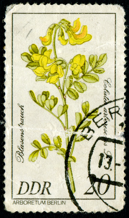 GDR - CIRCA 1981: A stamp printed in GDR shows image of a Flowerses with the inscription ?"Golutea arlorescens L" Series "Arboretum Berlin", circa 1981のeditorial素材