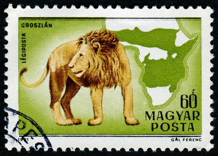 HUNGARY - CIRCA 1981: The postal stamp printed in HUNGARY shows Lion, series wild animals, circa 1981のeditorial素材