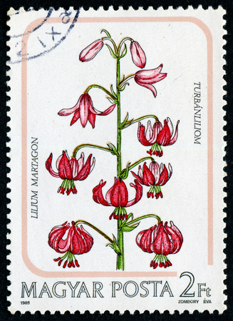HUNGARY - CIRCA 1985: A stamp printed in Hungary, shows Lilium Martagon, circa 1985.のeditorial素材
