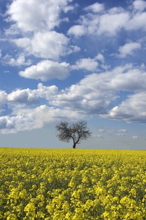 a tree and canola field in italyの写真素材
