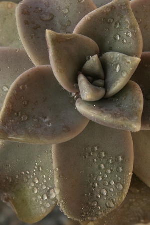 a nice view of water on a plantの写真素材