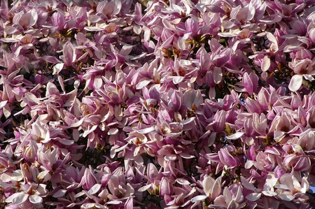 nice flowers of a plant of magnoliaの写真素材