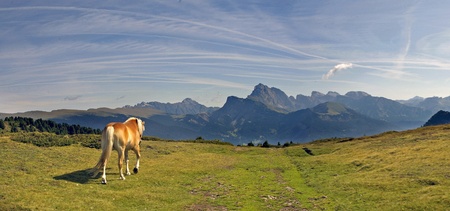 lonely horse on italian alpsの写真素材
