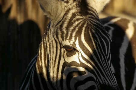 a nice view of a zebraの写真素材