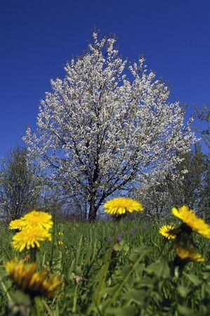 A NICE VIEW OG THE BEGINNIG OF SPRINGの写真素材