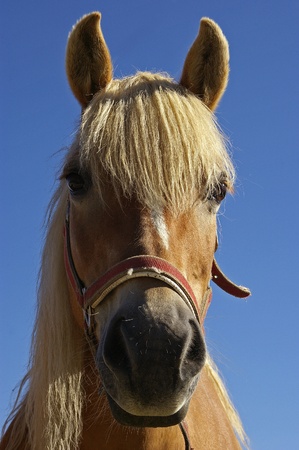 A NICE VIEW OF A BEAUTIFUL HORSEの写真素材