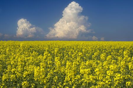 a nice view of a canola fieldの写真素材