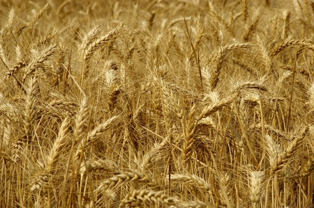 a nice view of a field of wheatの写真素材