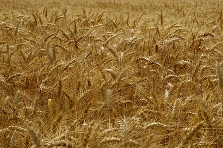 a nice view of a field of wheatの写真素材