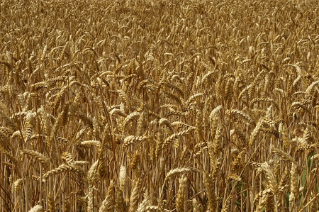 a nice view of a field of wheatの写真素材