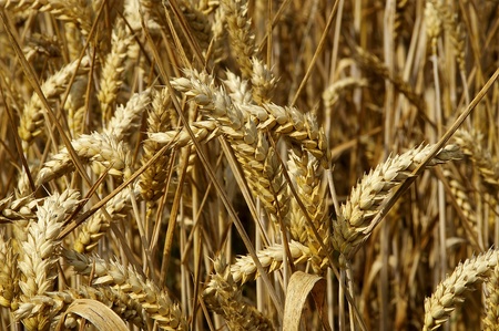 a nice view of a field of wheatの写真素材